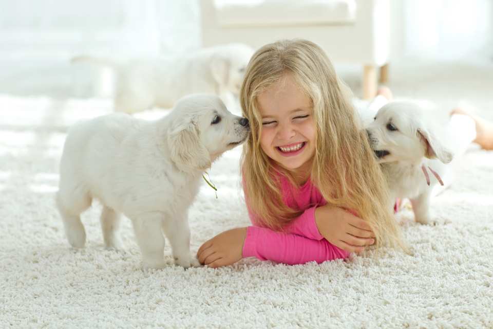 little girl playing with puppies on high pile plush white carpet